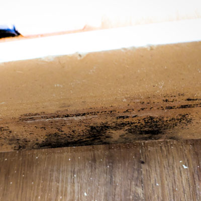 Black Mold on baseboard. Inspection reveals visible mold grwoth on the surface.